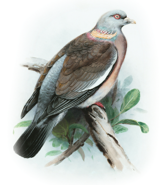 A Beautiful Bird Sits On A Branch